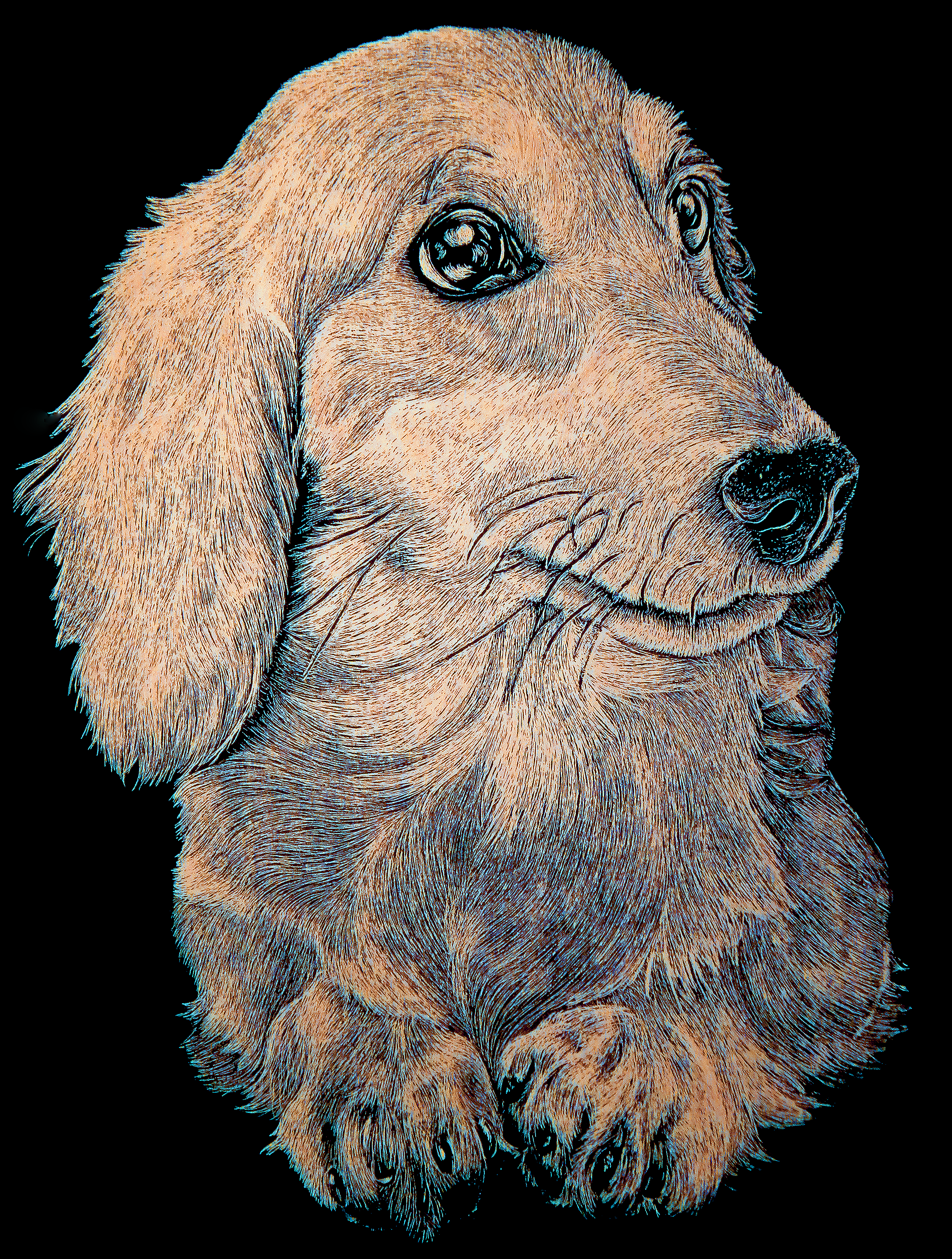 A scratchboard etching of a dachshund pup.
