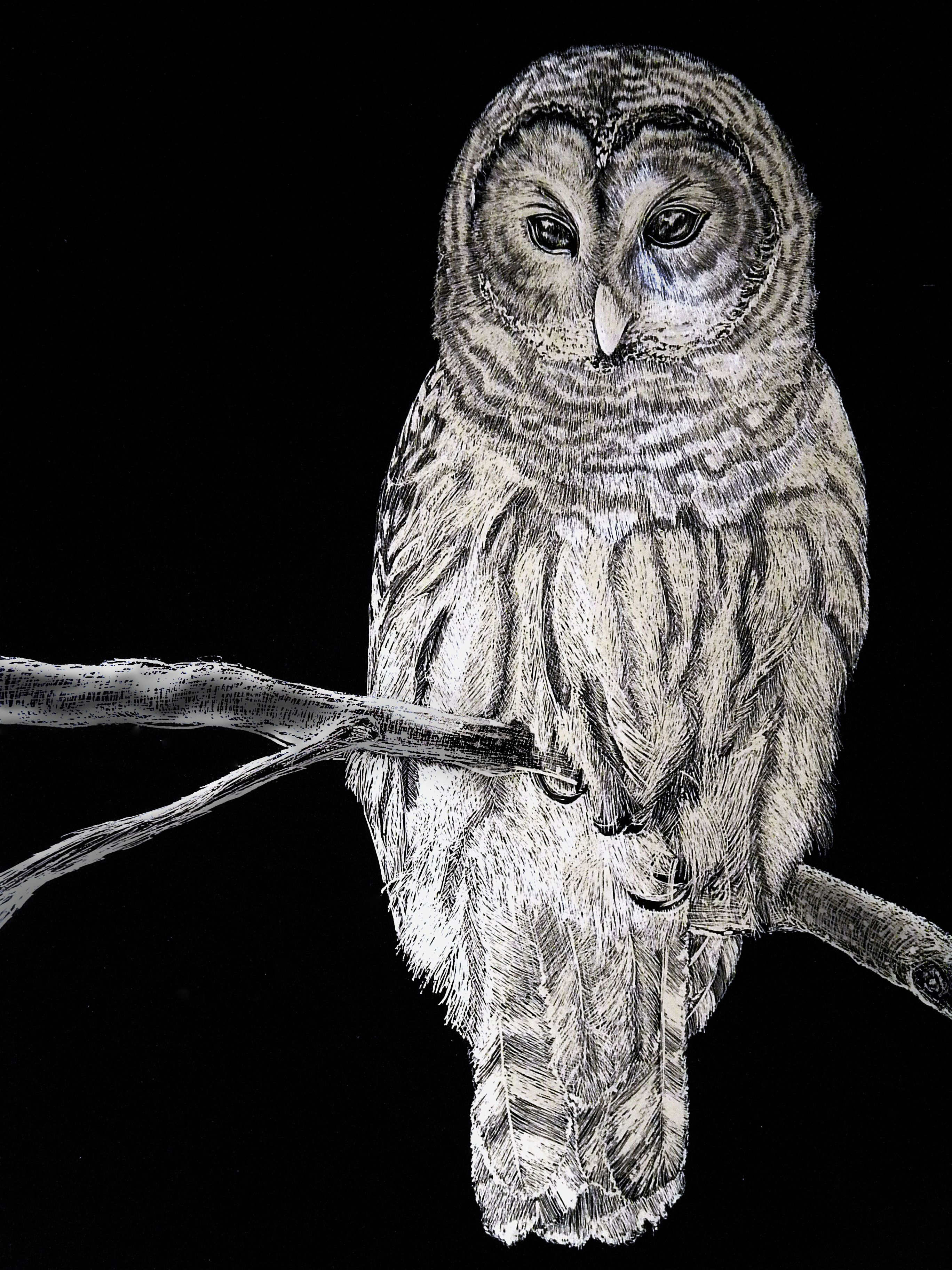 A scratchboard etching of a very serious owl.