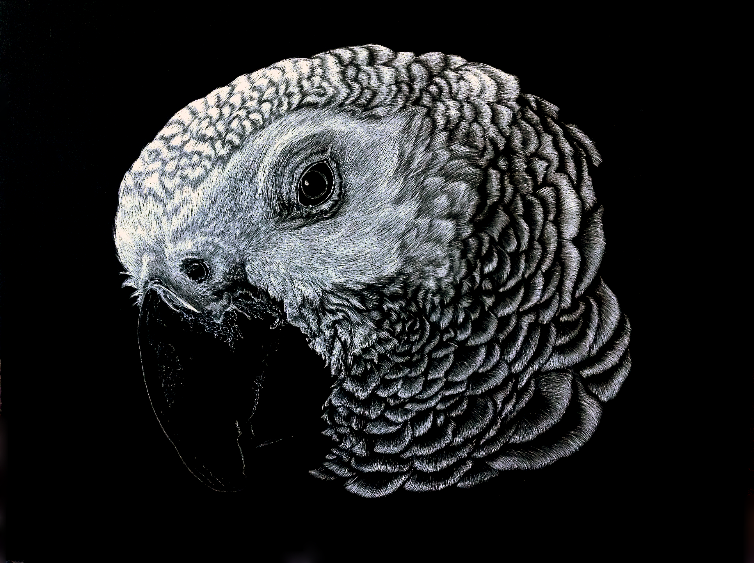 A scratchboard etching of an African Grey Parrot.